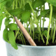 Matita Sprout in legno sostenibile personalizzabili Matita Sprout in legno sostenibile personalizzabili
