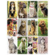 Calendari con foto di cuccioli di animali Calendari con foto di cuccioli di animali